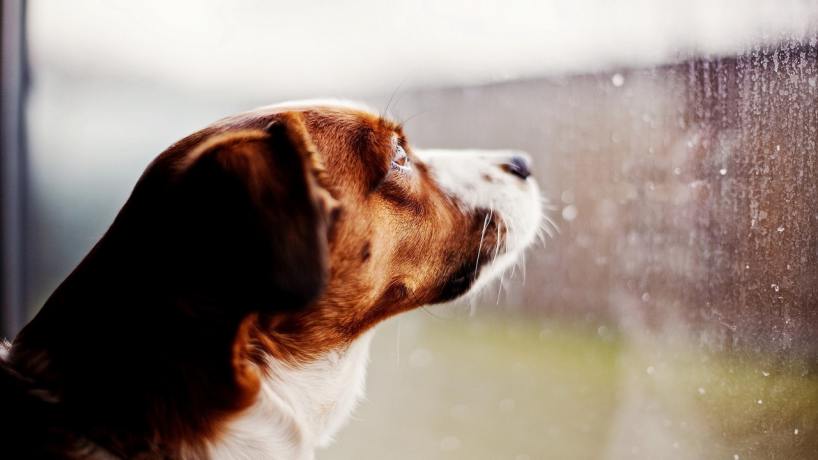 Viene la primera tormenta invernal Viene la primera tormenta invernal