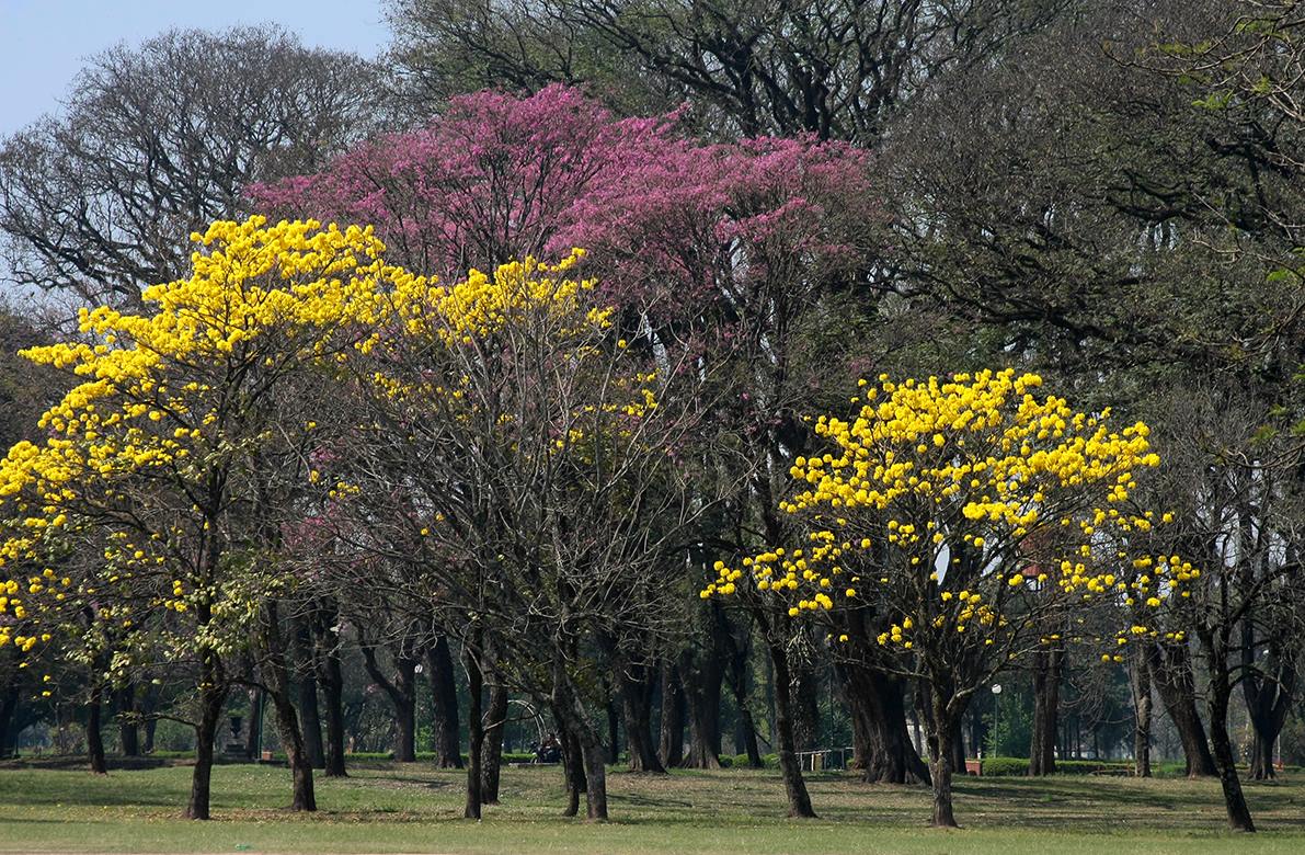 TucumÃ¡n comenzÃ³ a estallar de colores gracias a los lapachos - TucumÃ¡n - el tucumano