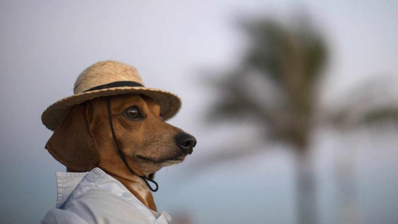 ¿Querés viajar con tu mascota? Enterate cómo hacerlo