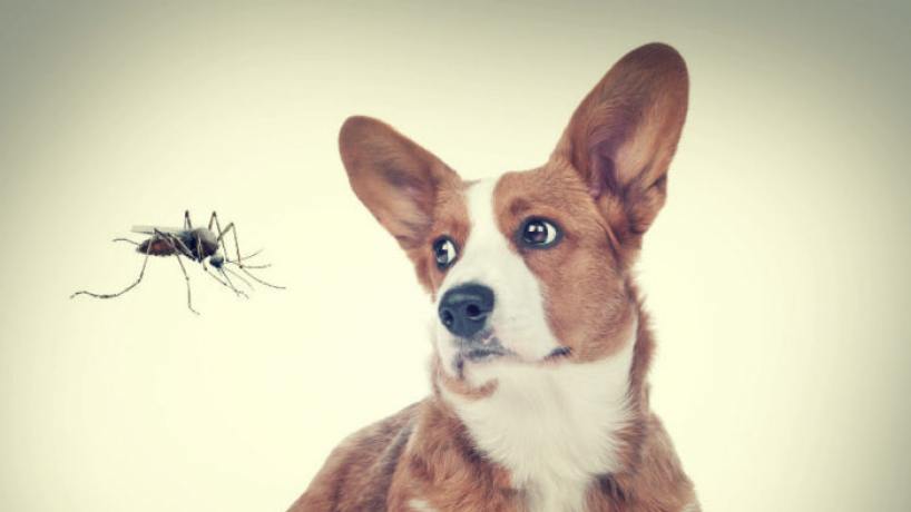 Dengue y mascotas: ¿Ellos también se contagian? - Tucumán - el tucumano