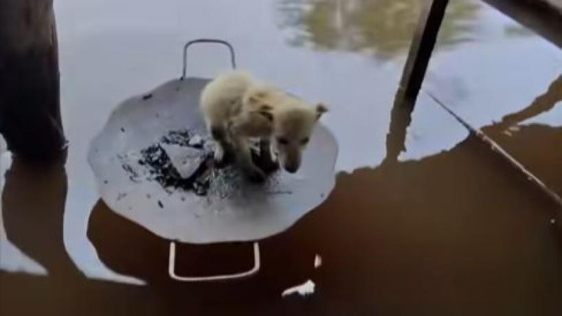 "Necesitamos que la gente abra las puertas de su casa y cuide algún animalito”: rescatistas tucumanos asistieron a animales afectados por las inundaciones